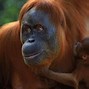 Gambar Orang Utan Sumatera